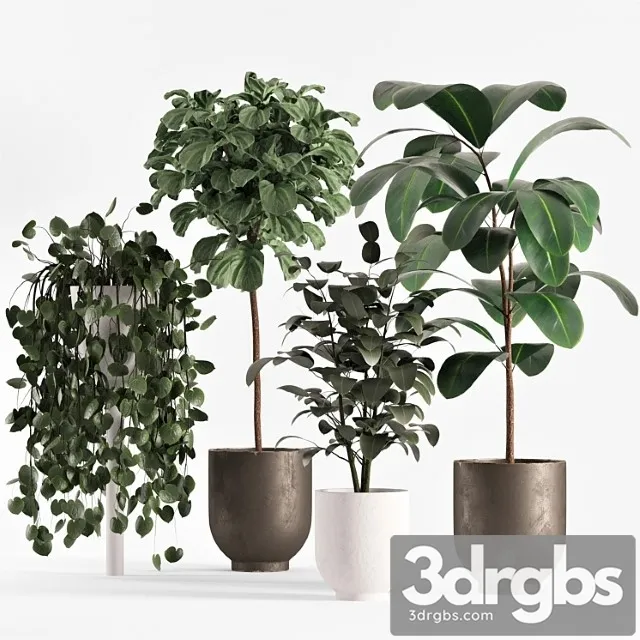 Collecton03 Ficus Plants 3D Model Free