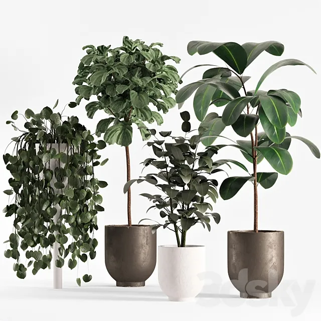 collecton03-ficus plants 3D Model