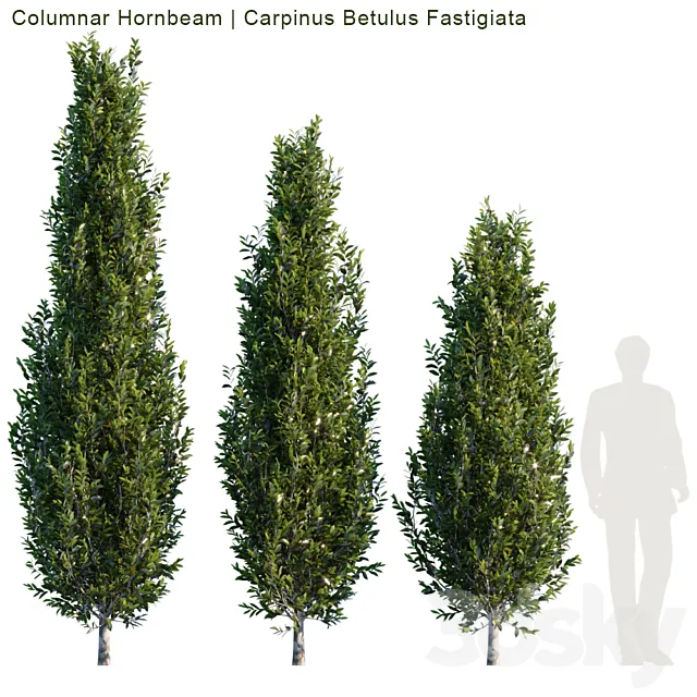 Columnar Hornbeam # 1 3D Model