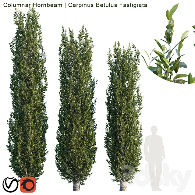Columnar Hornbeam # 2 3D Model