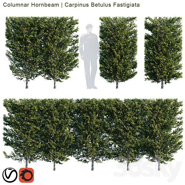 Columnar Hornbeam | Carpinus betulus fastigiata hedge 3D Model