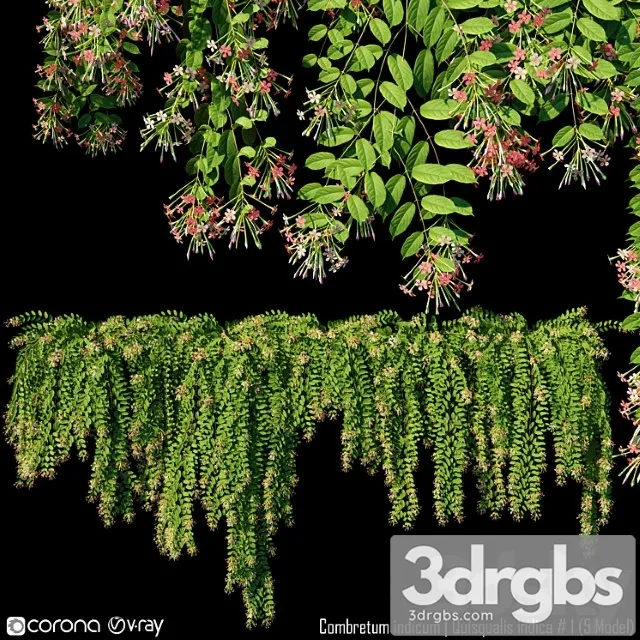Combretum Indicum Quisqualis Indica 1 5 Model 3D Model Free