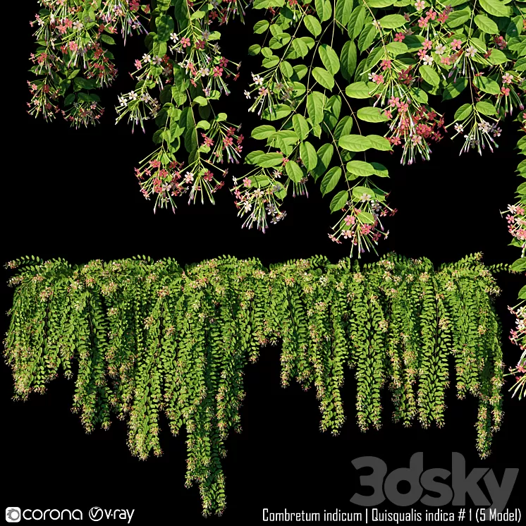 Combretum indicum | Quisqualis indica # 1 (5 Model) 3D Model