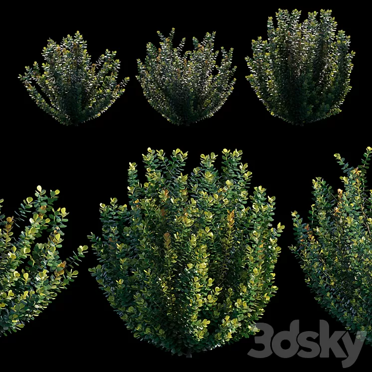 Common bush 3D Model