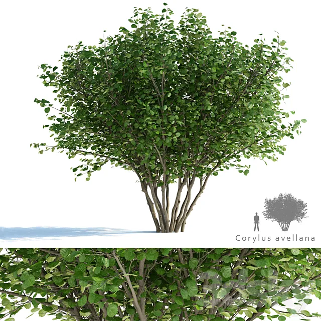 Common hazel | Corylus avellana 3D Model
