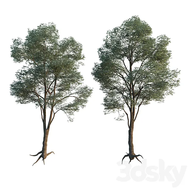 Common Tree model 1 3D Model