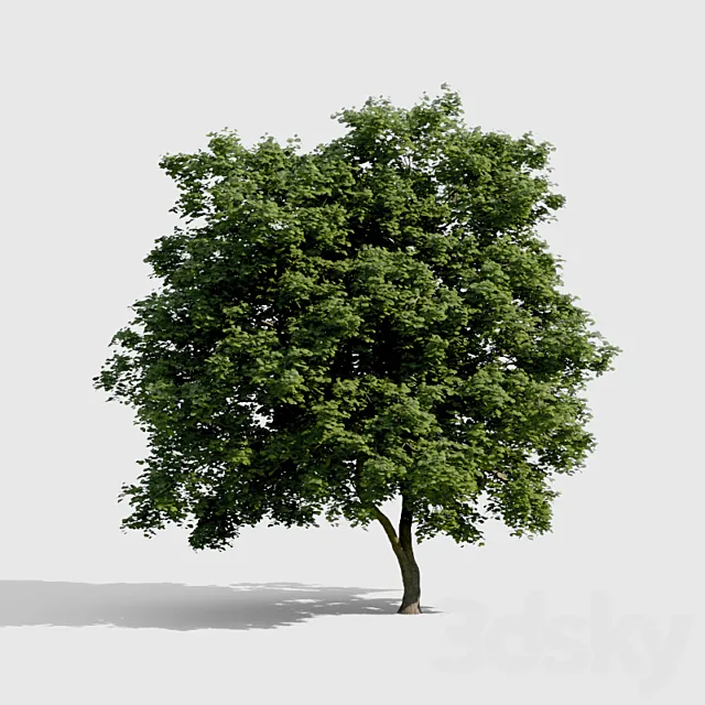 Common Tree with high density greenery 3D Model