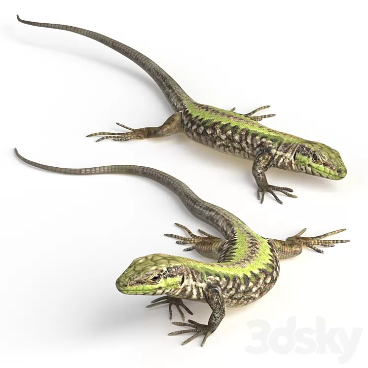 Common Wall Lizard - 5 poses 3D Model