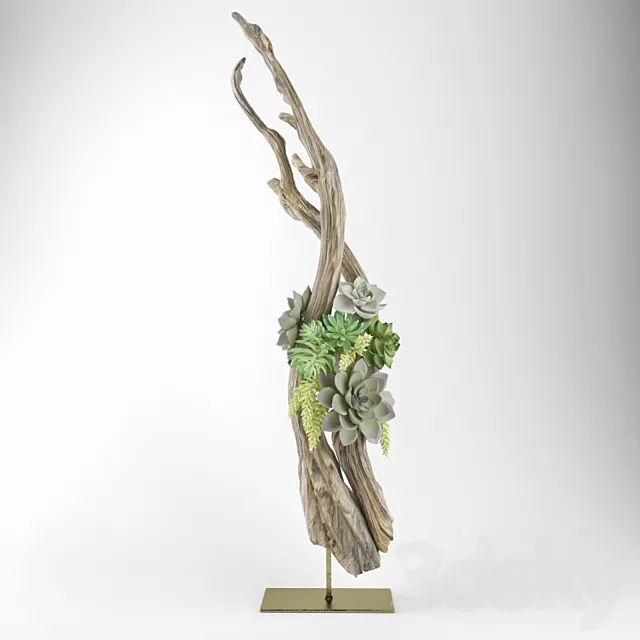 Composition of succulents 3DModel