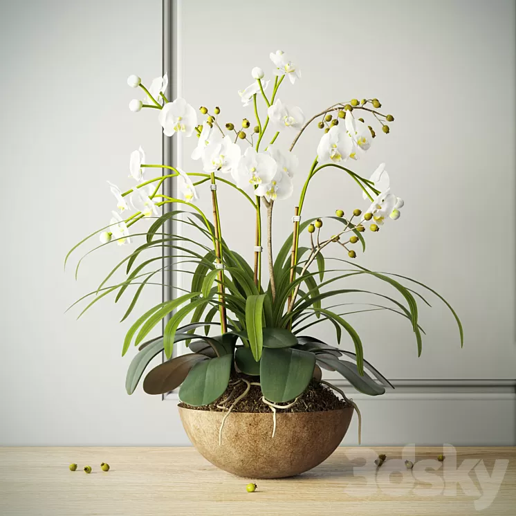 composition with orchids 3D Model