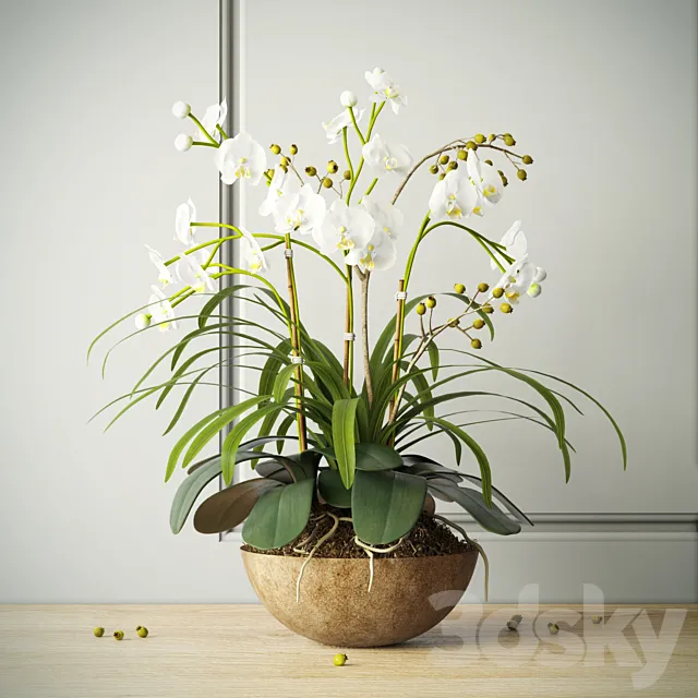 composition with orchids 3DModel