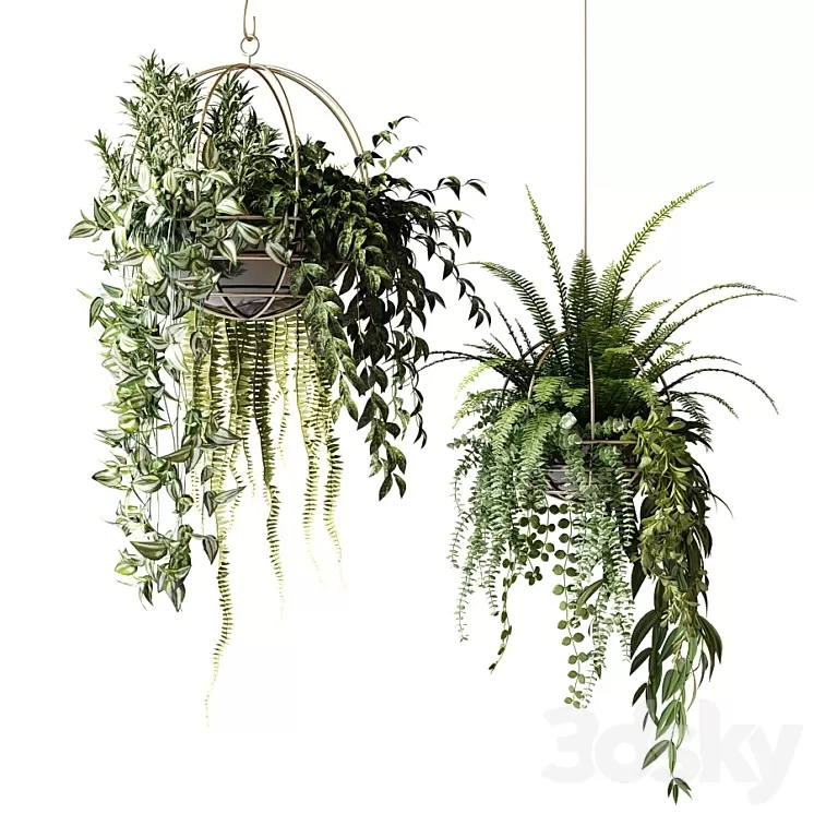 Compositions of ampelous plants in hanging pots # 3 3D Model