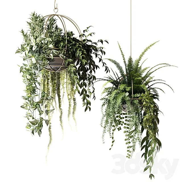 Compositions of ampelous plants in hanging pots # 3 3DModel