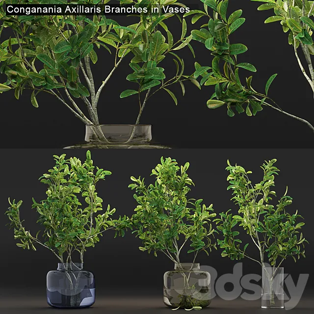 Conganania Axillaris branches in vases 3DModel