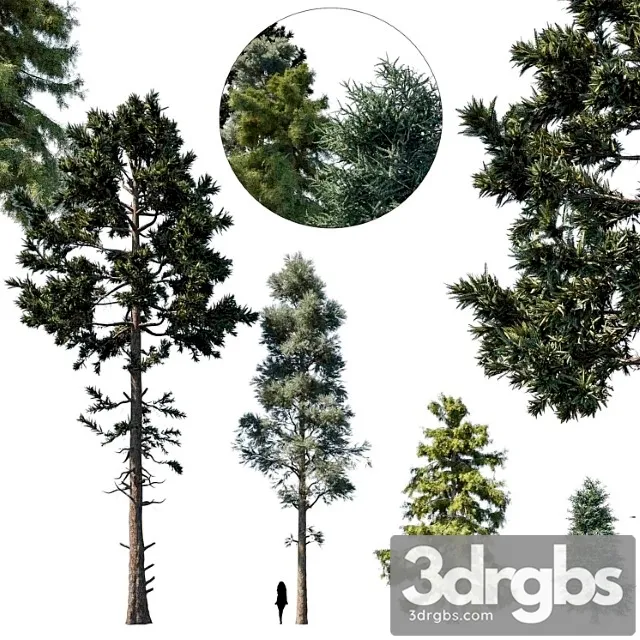 Coniferous Tree Set 1 3D Model Download