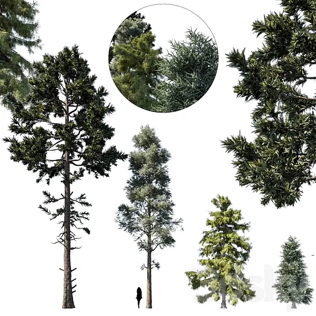 coniferous tree set 1 Free Download