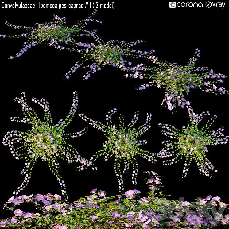 Convolvulaceae | Ipomoea pes-caprae # 1 (3 model)
