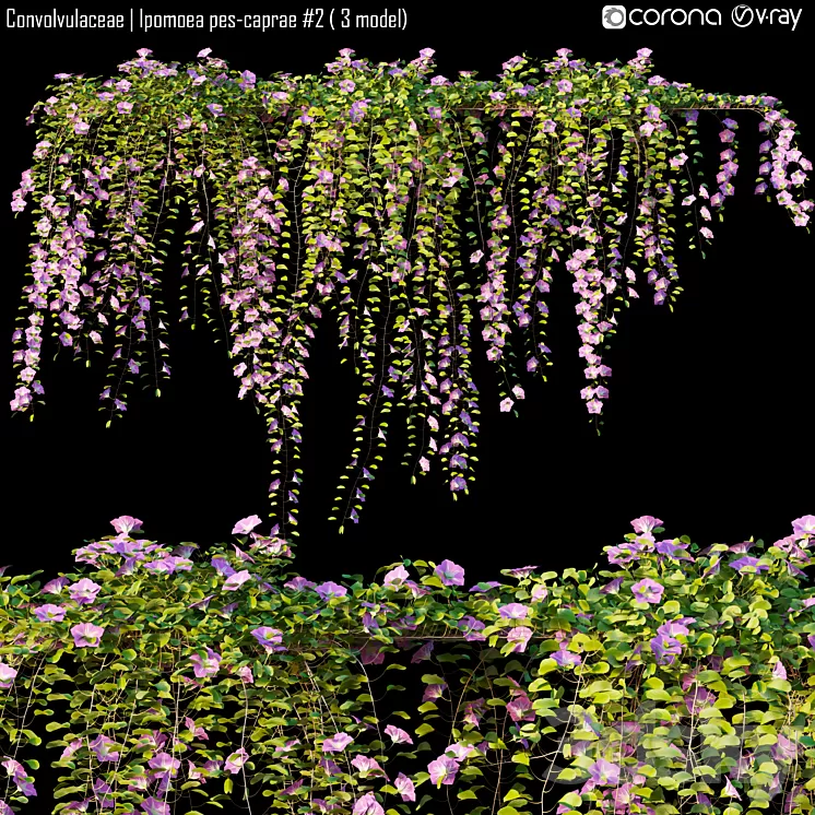 Convolvulaceae | Ipomoea pes-caprae # 2 (3 model) 3D Model