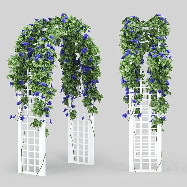 Convolvulus_Arch 3DModel