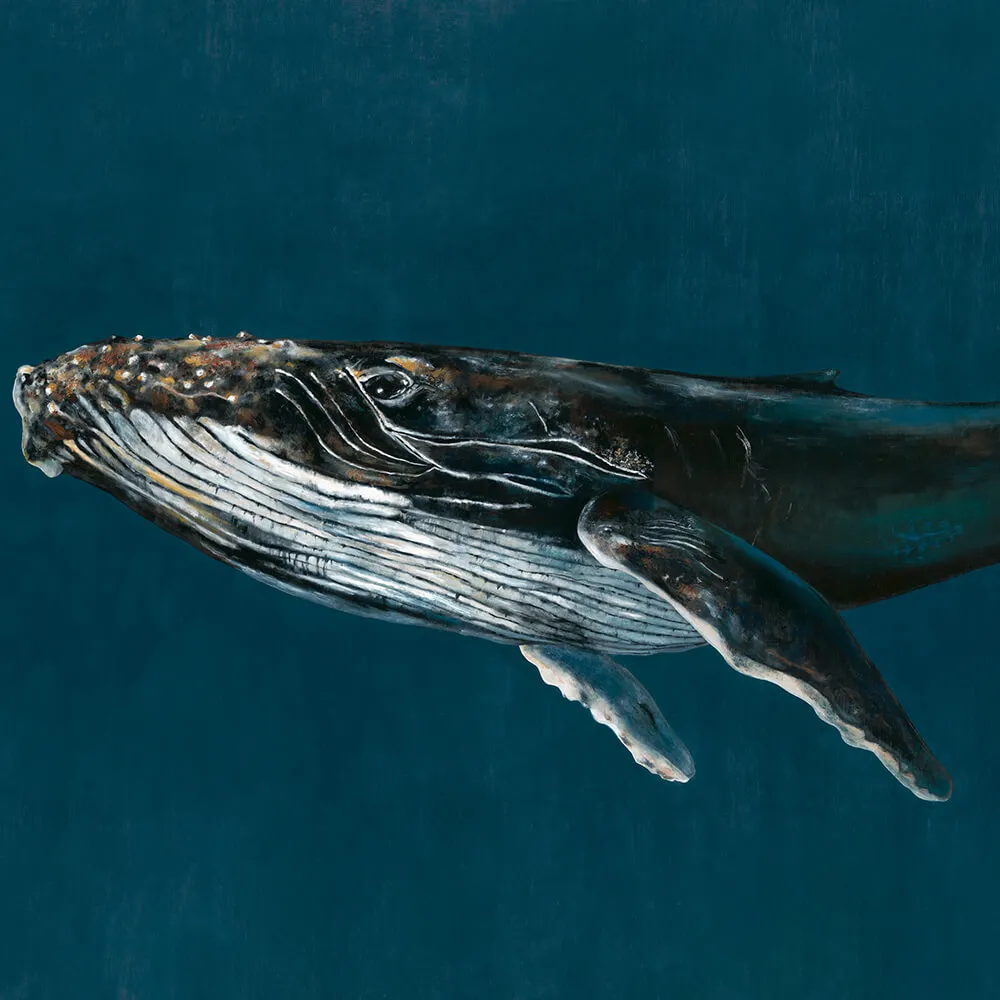 Coordonné - Wallpaper Humpback 3D Model