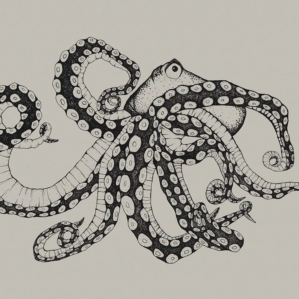 Coordonné - Wallpaper Octopus XRay 3D Model
