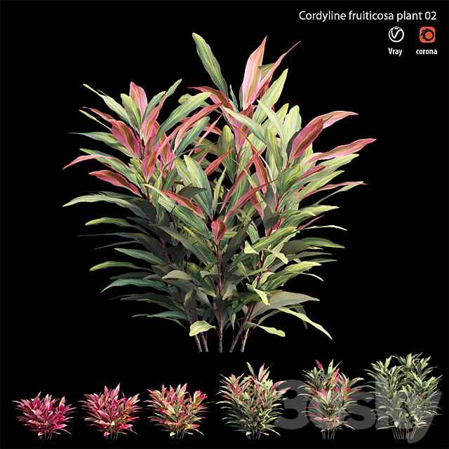 Cordyline Fruticosa plant set 02 3D Model