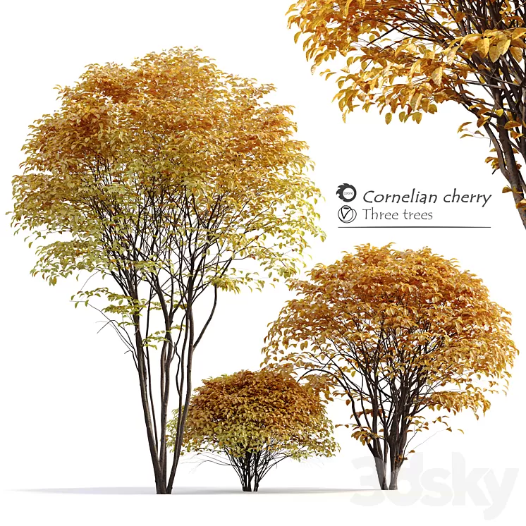 Cornelian cherry 3D Model Free