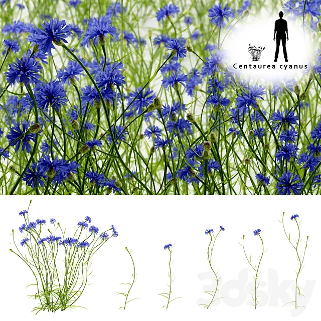 Cornflower blue flower | Centaurea cyanus 3DModel