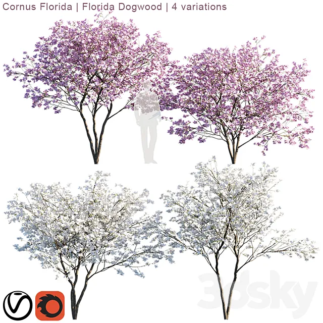 Cornus florida | Florida Dogwood | 4 variations 3D Model