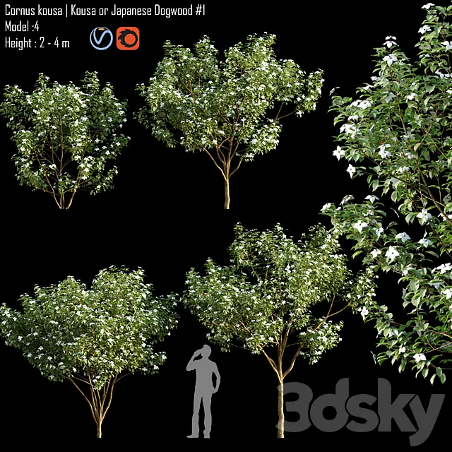 Cornus kousa | Kousa or Japanese Dogwood # 1 3D Model