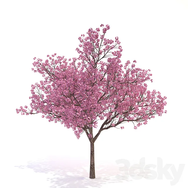 Cornus_florida_03 3D Model