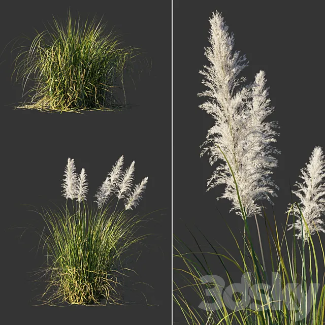 Cortaderia dioecious _ Cortaderia selloana 3D Model
