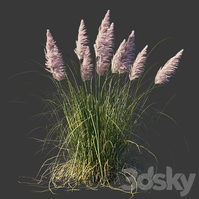 Cortaderia dioica Rosea _ Cortaderia selloana Rosea 3D Model