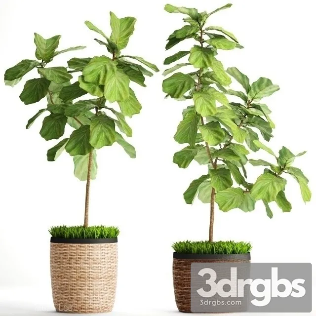 Costa Farms Fiddle Leaf Fig Tree 3D Model Free