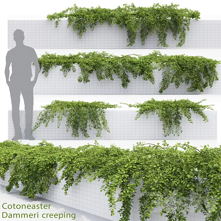 Cotoneaster