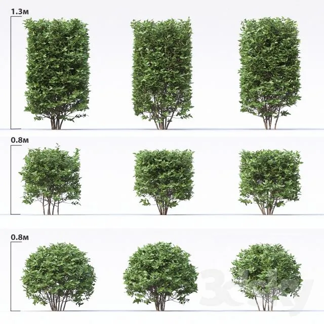 Cotoneaster 3D Model
