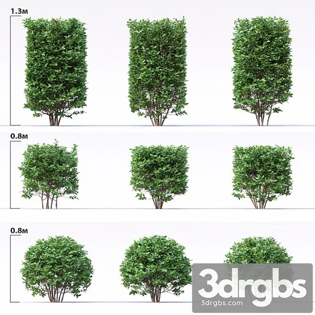 Cotoneaster 3D Model Free