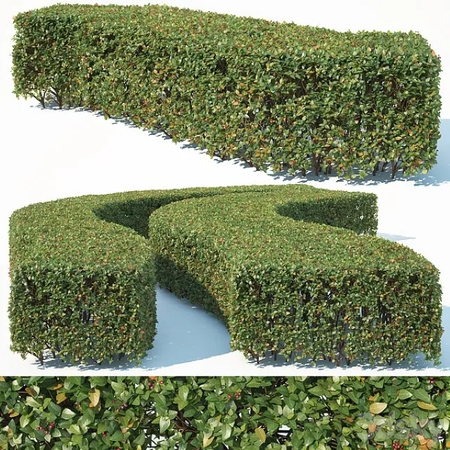 Cotoneaster Lucidus 6 3D Model Download