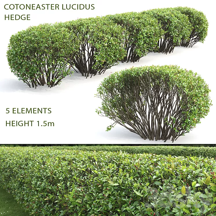 Cotoneaster lucidus hedge #2 3D Model