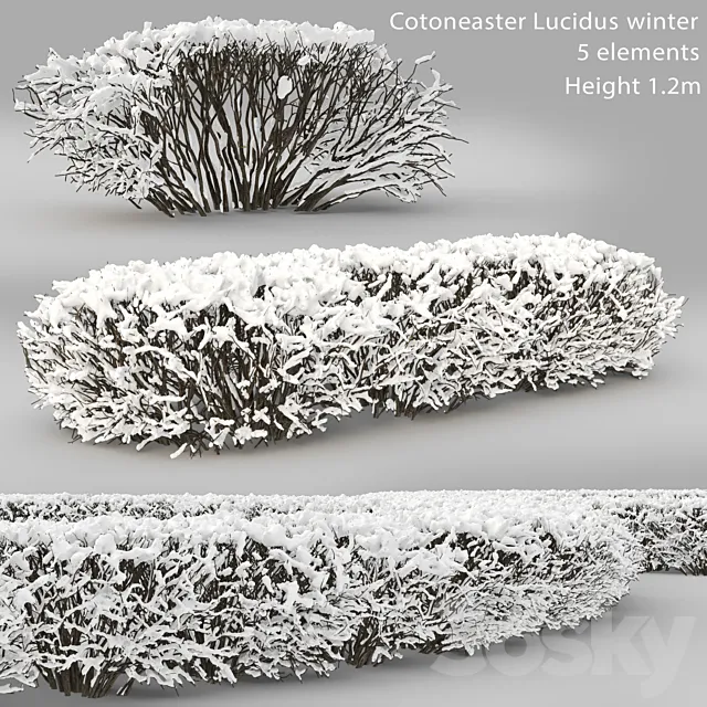 Cotoneaster lucidus. Winter hedge # 1 3D Model