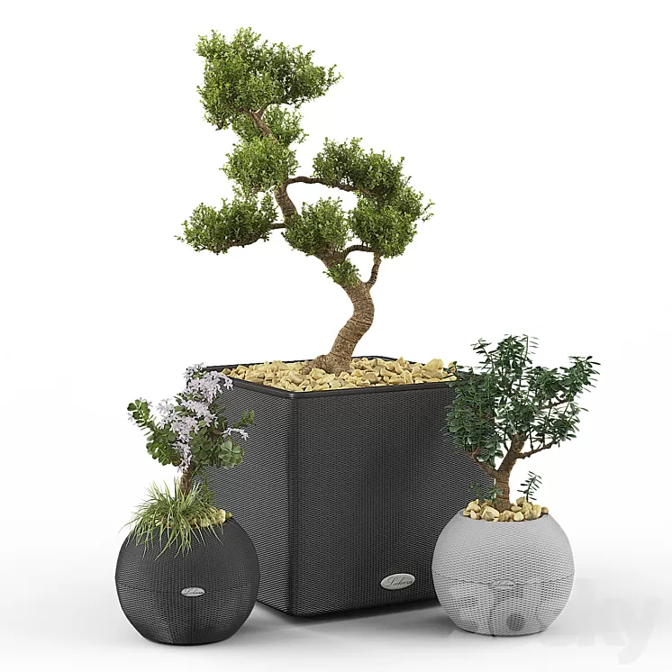 Crassula set (Money Tree) 3D Model