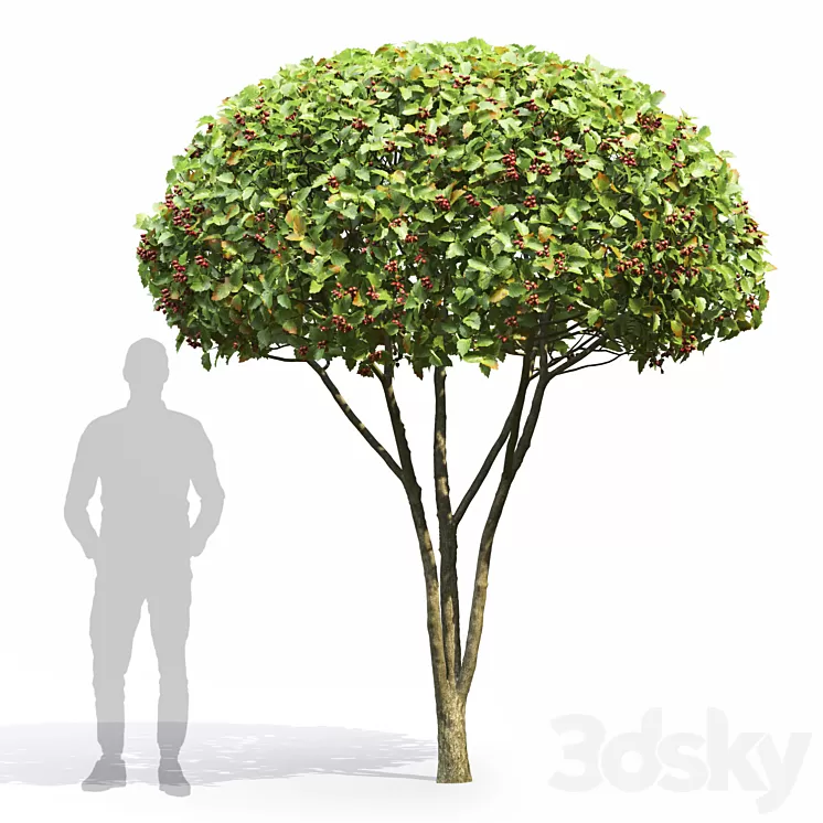 Crataegus 3D Model Free