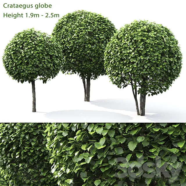 Crataegus globe # 1 Free Download