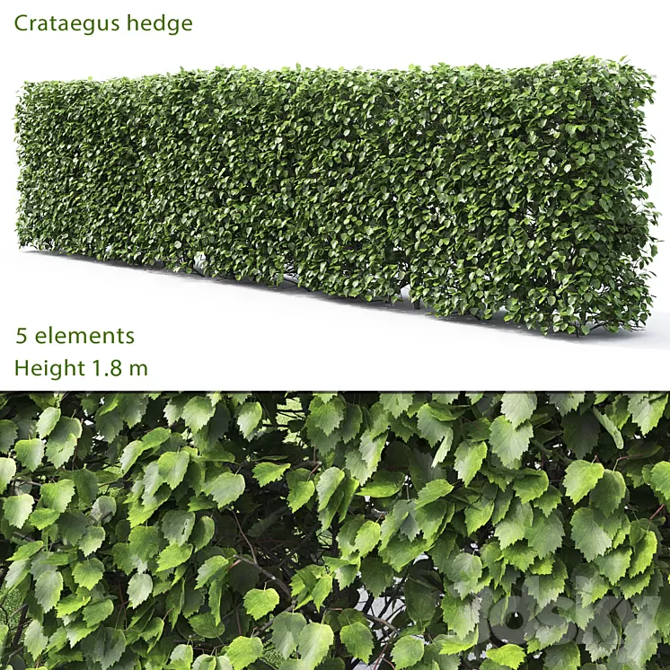 Crataegus hedge # 2 (1.8m) 3D Model