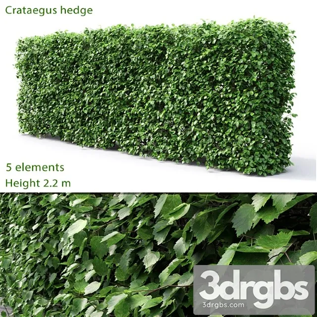 Crataegus Hedge 2.2m 3D Model Free
