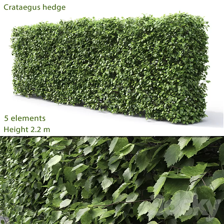 Crataegus hedge (2.2m) 3D Model