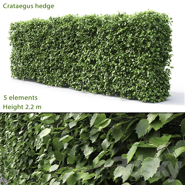 Crataegus hedge (2.2m) 3DModel