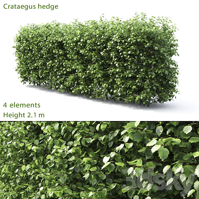 Crataegus hedge # 3 (2.1m) 3DModel