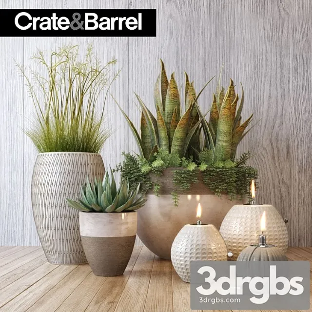 Crate Barrel Plant Set 3D Model Free