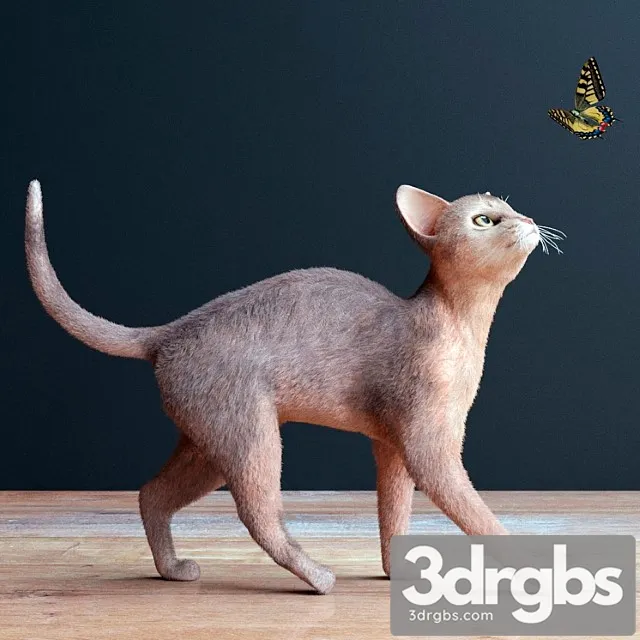 Creature Abyssinian cat 3D Model Free